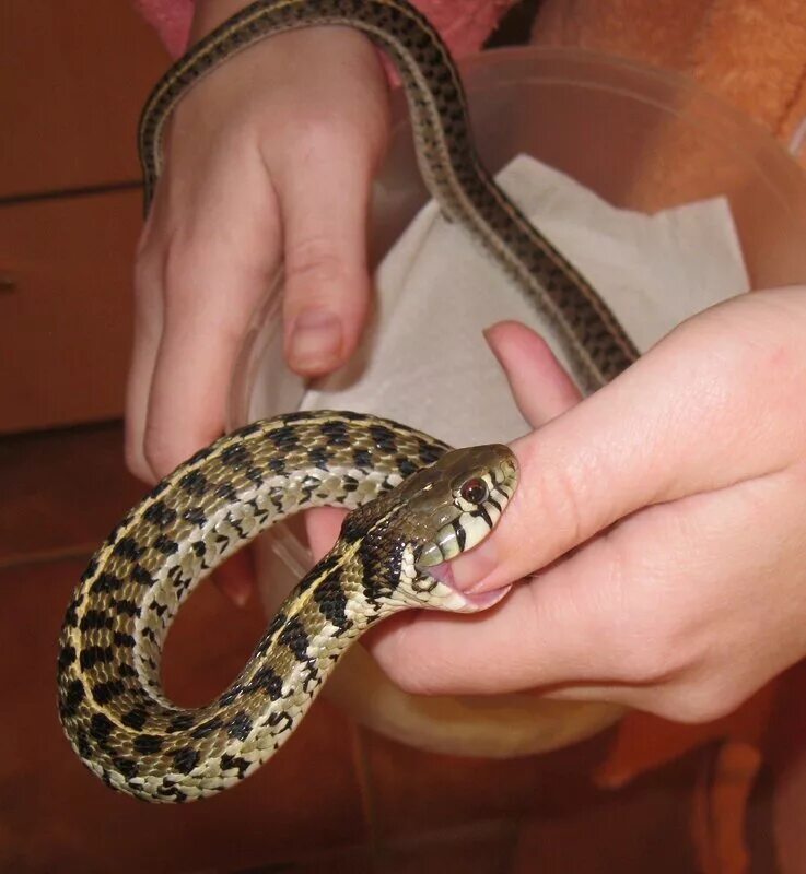 Подвязочная змея пестрая (Thamnophis Marcianus). Thamnophis Marcianus Albino. Змея домашняя маленькая. Маленькие пятнистые змеи.