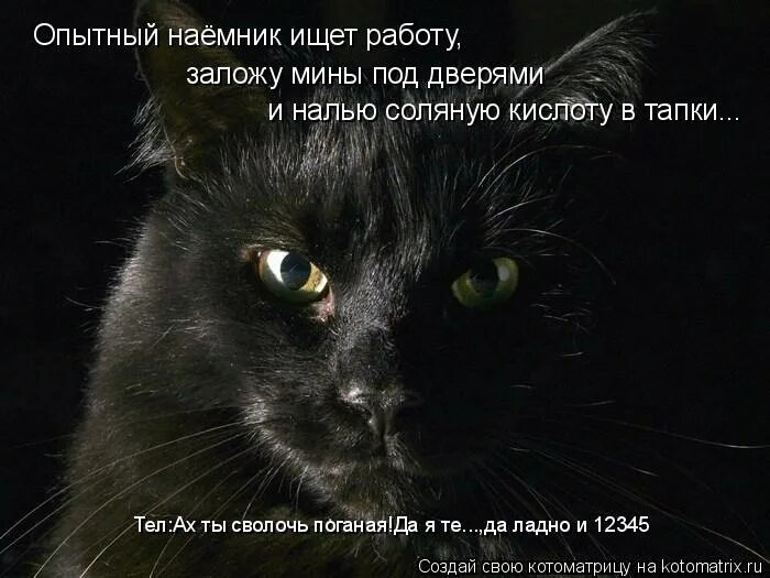 сволочи поганые. штык рф плакаты смешные. ах вы сволочи. сволочи dvd диски. афоризмы про черных кошек.