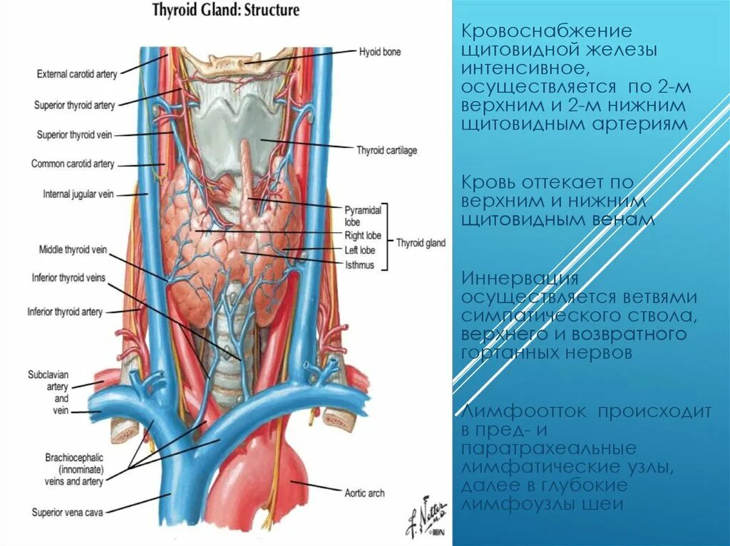 Щитовидная железа кровоснабжение и иннервация. Иннервация щитовидной железы анатомия. Взаимоотношения щитовидной железы нижних щитовидных артерий. Кровоснабжение щитовидной и паращитовидной желез.
