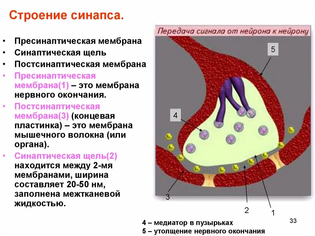 Синапсы гистология