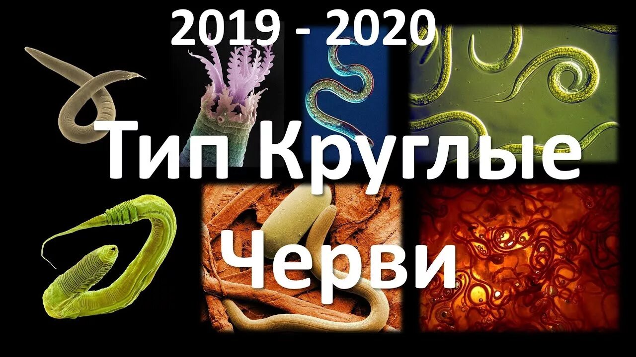 Круглые черви огэ. Круглые черви 7 класс биология. разнообразие червей егэ биология. тип круглые черви егэ биология.