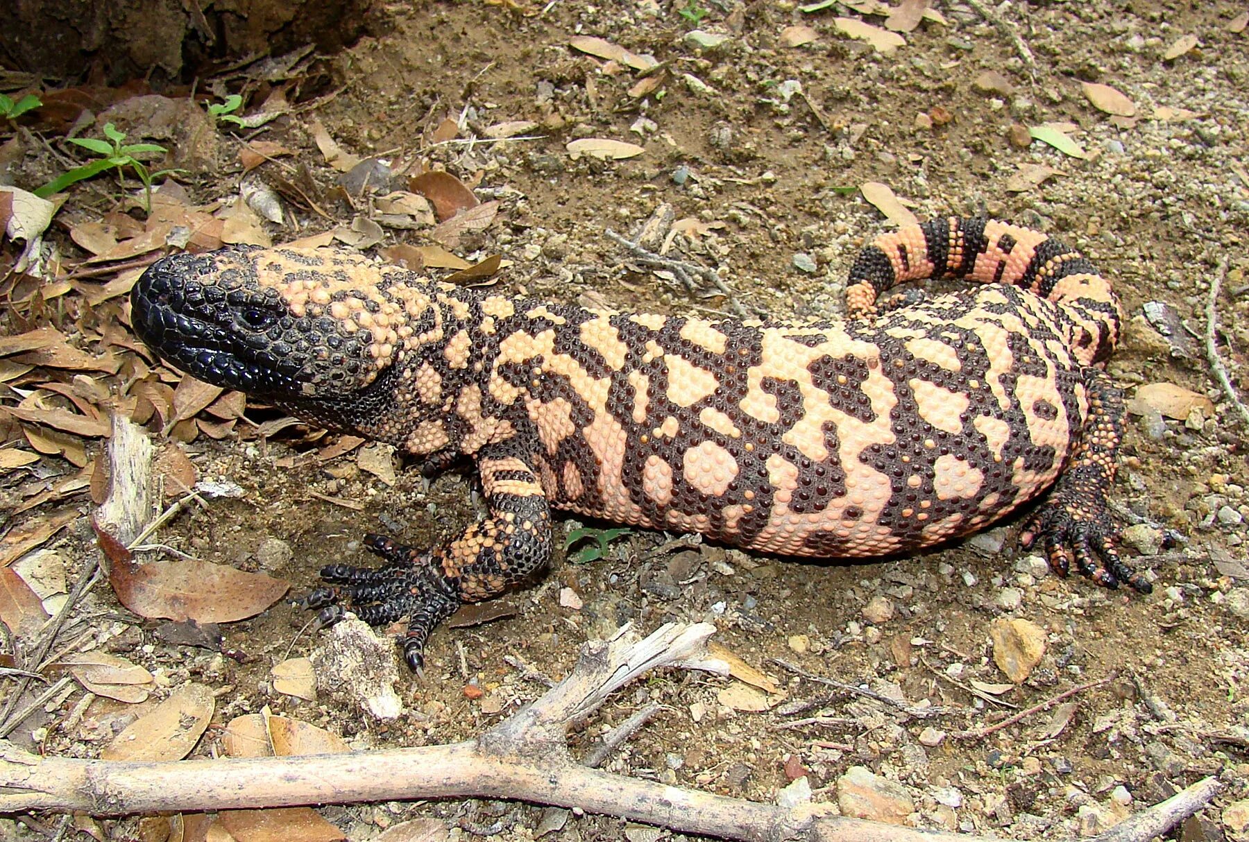 Lizard перевод на русский