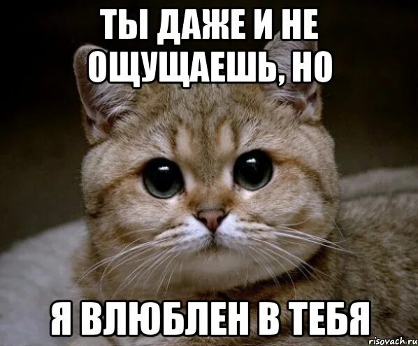 А я влюбилась в него мама кажется. Я влюблен в тебя. Я влюбилась. Я влюбилась в тебя. Я влюблён.