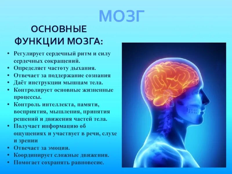 Функции мозга. Основные функции мозга. Основные функции могза. Роли мозга.