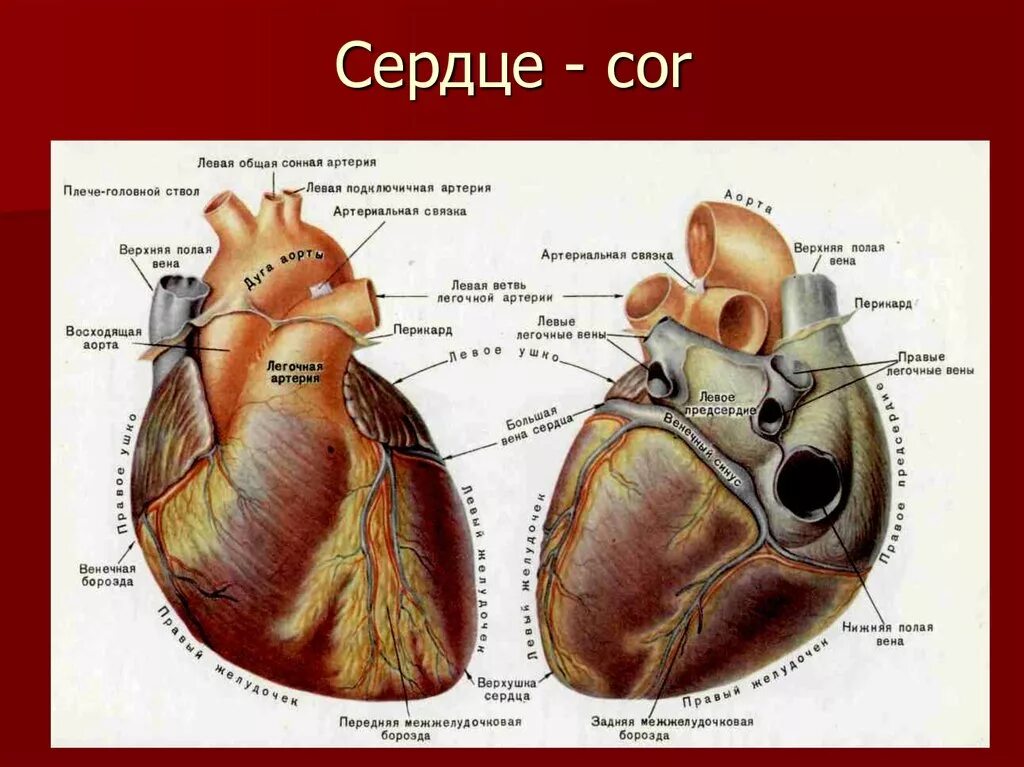 Опишите внешнее строение сердца. Топография и строение сердца. Строение перикарда сердца. Схема внутреннего строения сердца. Внешнее строение сердца.