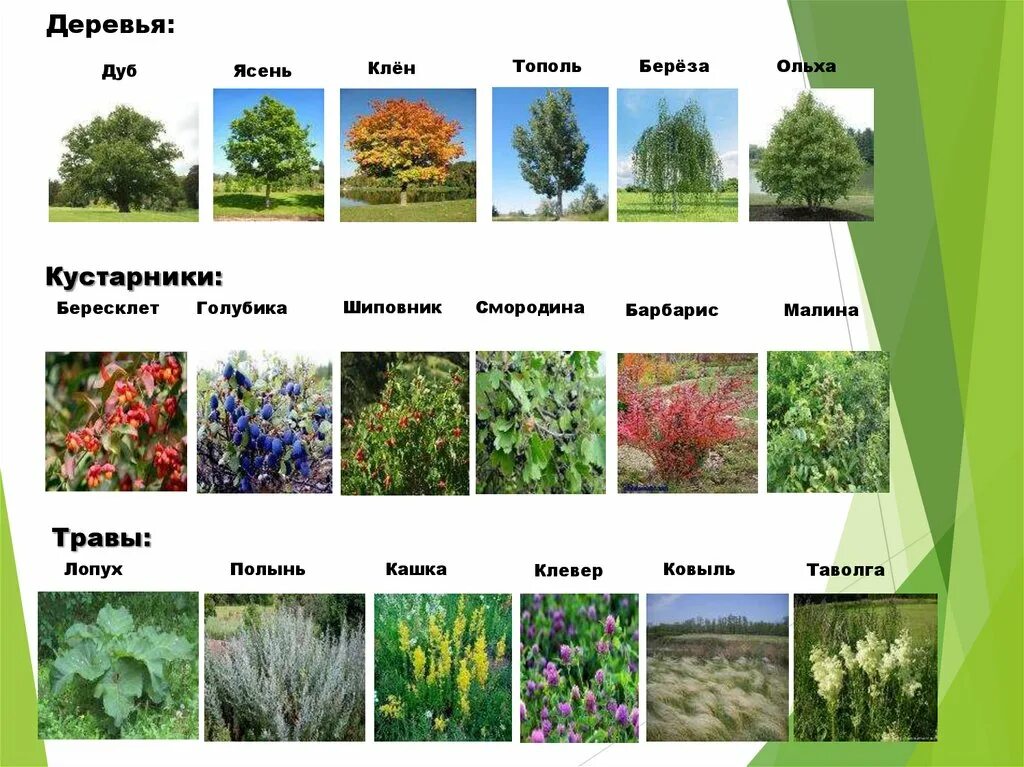 Примеры кустарников и трав