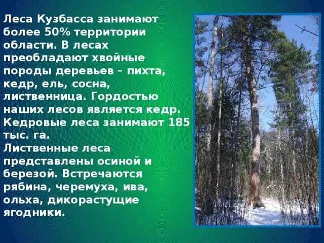 Природа кузбасса. Хвойные породы древесины. Основные лесообразующие породы хвойных лесов. Ярусы широколиственных лесов россии. Деревья смешанного леса.