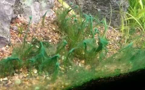 Сине зеленые водоросли в аквариуме как избавиться