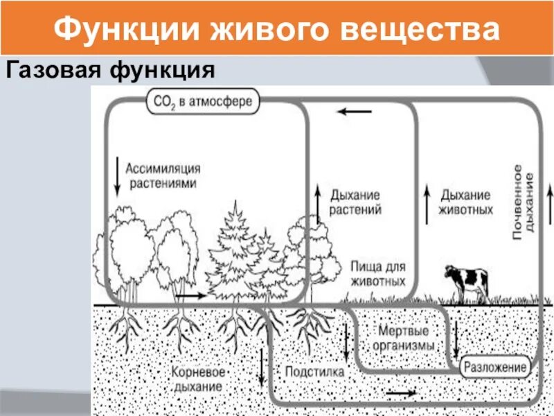 Газовая функция живого вещества организмы. Газовая функция живого вещества в биосфере. Газовая функия живого вещества в биосферк. Функции живого вещества в биосфере.