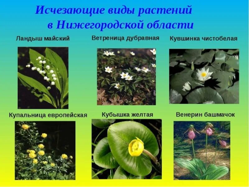 Название животных которые нуждаются в охране