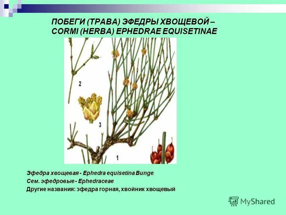 эфедра (хвойник) двуколосковая. эфедра хвощевая побеги. эфедрин алкалоид. какое вещество содержится в растении эфедра. алкалоиды в растениях.