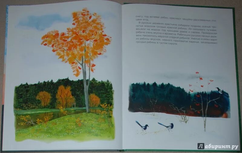 Осень в лесу соколов-микитов обложка. Микитов лес осенью. Микитов лес осенью. Соколов-микитов. Лес осенью соколов-микитов.