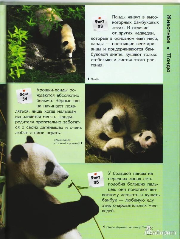 Большая панда катюша. Факты о пандах для детей. Энциклопедия о панде. Панда коротко для детей. Факты о большой панде.