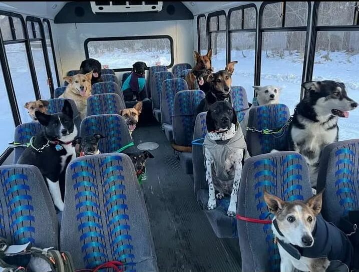 Собака ездила на автобусе. Собака в автобусе. бизнес собака. автобус фото. собака в маршрутке.