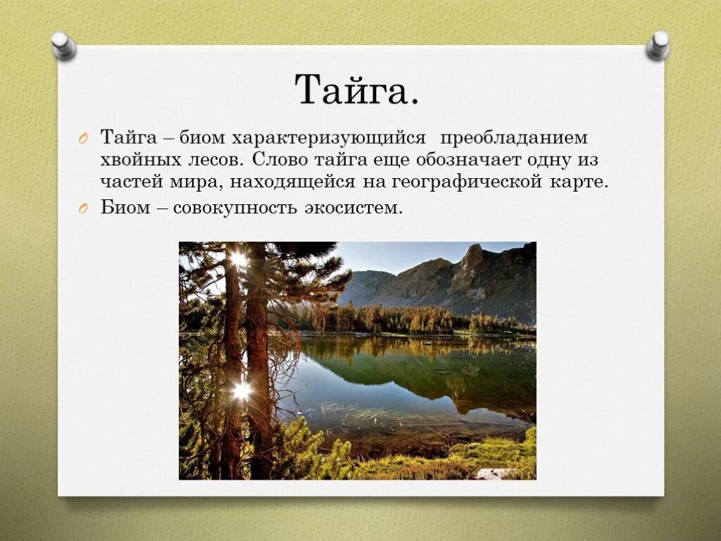 Из какого языка название тайга. Тайга презентация. Доклад о тайге. Что такое Тайга определение. Доклад про тайгу.