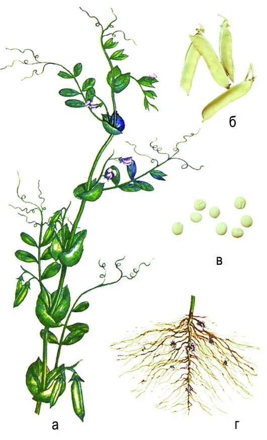 Клетка корня гороха. Горошек посевной плод. Горох посевной ксерофит. Побег у гороха посевного. Горошек посевной гербарий.