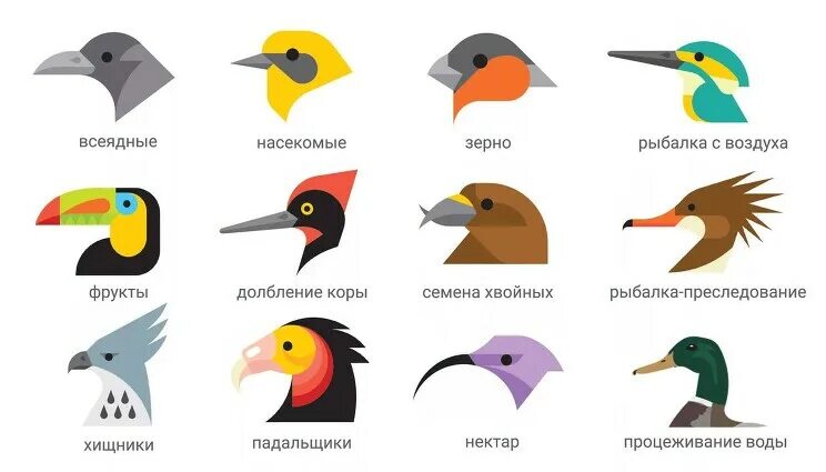 Почему птицы носят клюв?" - Яндекс Кью