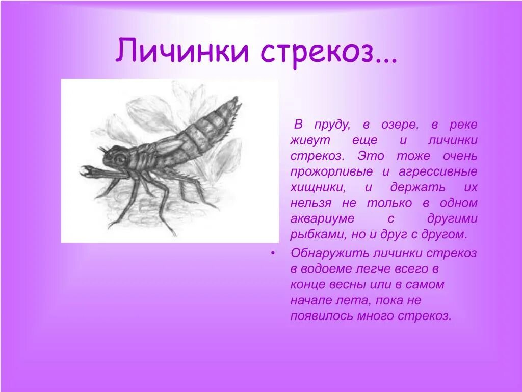 Личинка Стрекозы. Тип личинки Стрекозы. Личинка Стрекозы питается. Стрекоза и личинка Стрекозы. Аскарида личинка стрекозы