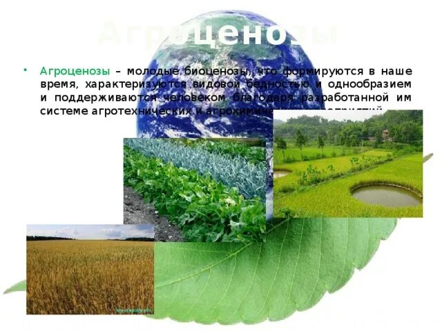 Агроценозом является капустное поле