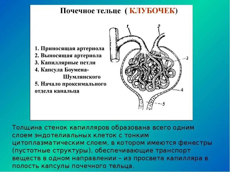 Строение клубочка нефрона подоциты. Нефрон капсула Шумлянского Боумена. Строение почки почечное тельце. Почечное тельце нефрона. Клетки нефронов почек