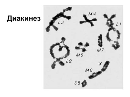 Настоящие бактерии