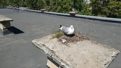 Ярославль атакован