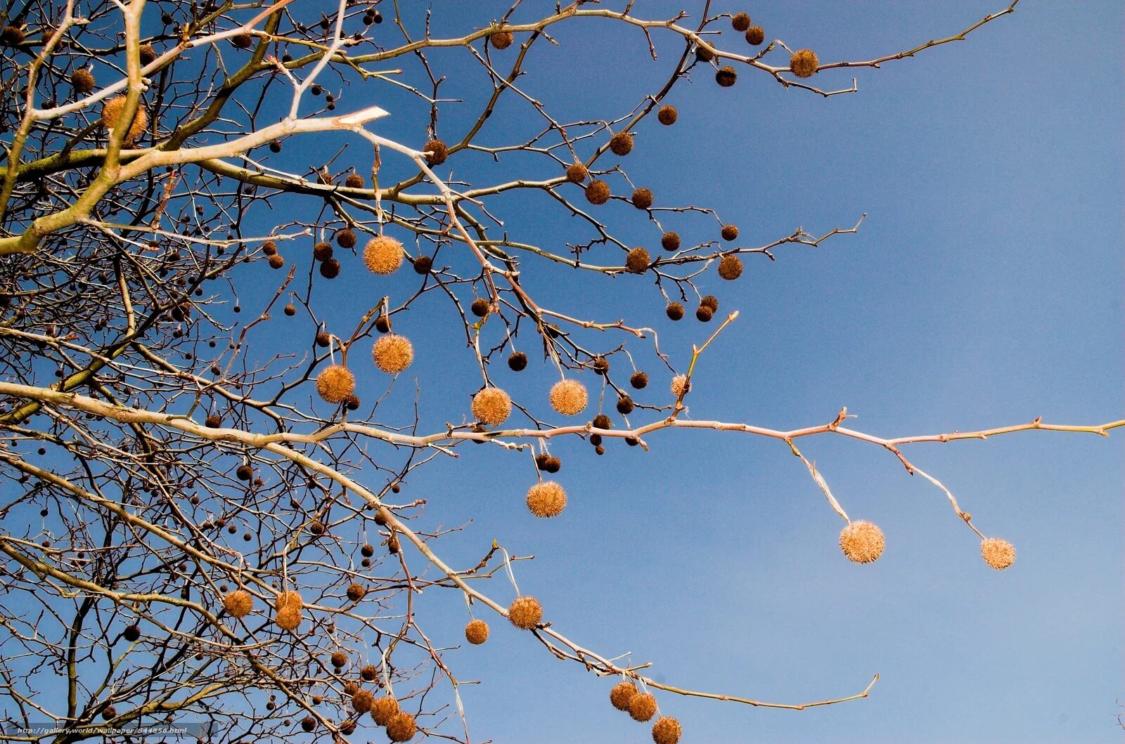 одинокое дерево зимой. каштан зимой. каштан дерево зимой. каштан дерево зимой. лиственные деревья зимой.