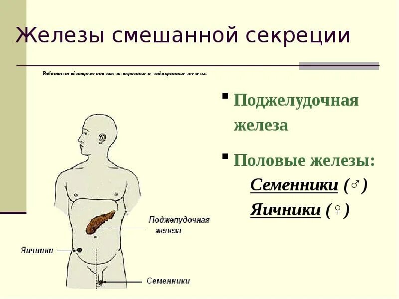 Мужские половые железы семенники. Секреция поджелудочной железы внутренняя секреция. Половая железа функции. Перечислите железы смешанной секреции. Железа смешанной секреции топография.