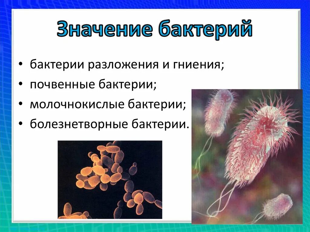 Значение бактерий и грибов. Почвенные болезнетворные бактерии. Бактерии гниения. Почвенные бактерии гниения. Бактерии гниения роль в жизни человека.