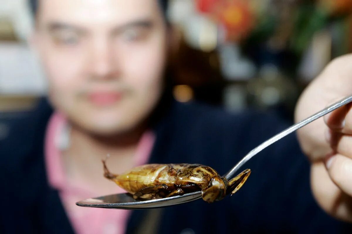 Собака съела таракана. Тараканы в Тайланде. Жареные жуки. Блюда из тараканов.