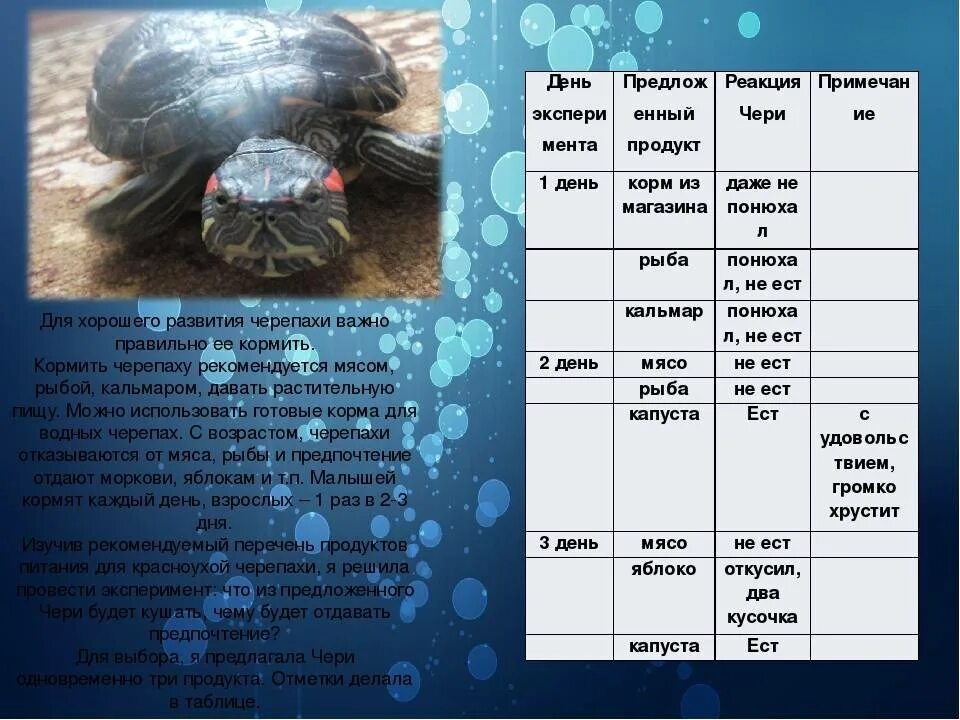 Черепаха какие звуки. Коасно ухая черепаха рацион. Таблица кормления красноухих черепах. Рацион питания красноухой черепахи. Рацион питания красноухих черепах.