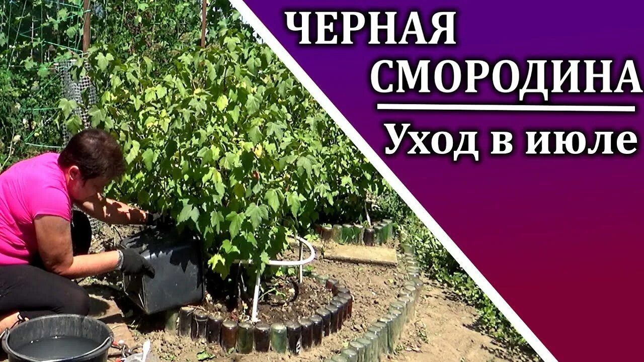 Чем удобрить черную смородину после сбора урожая. Как правильно посадить смородину осенью на урале.