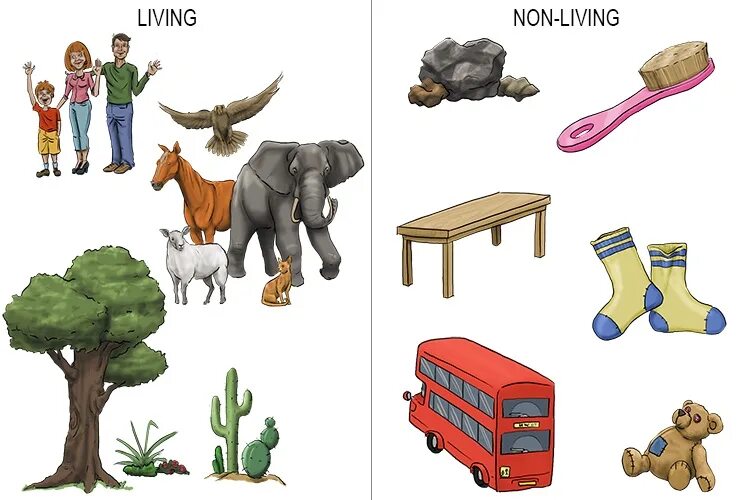 Living and non living things. Living non living worksheets. Living things pics. Linkin park living things обложка. Living things is.
