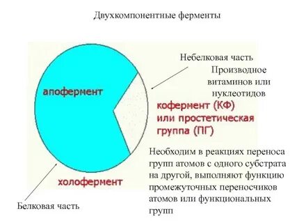 Фермент что это простыми