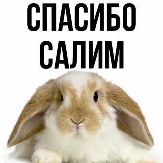 Салим имя
