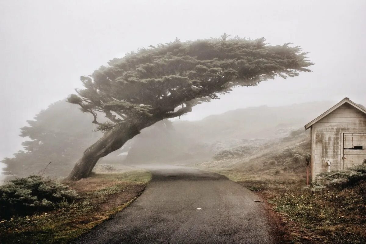 Сильный ветер. Дерево на ветру. Сильный ветер деревья. Сильный ветер в лесу. Ветер достигал сорока метров