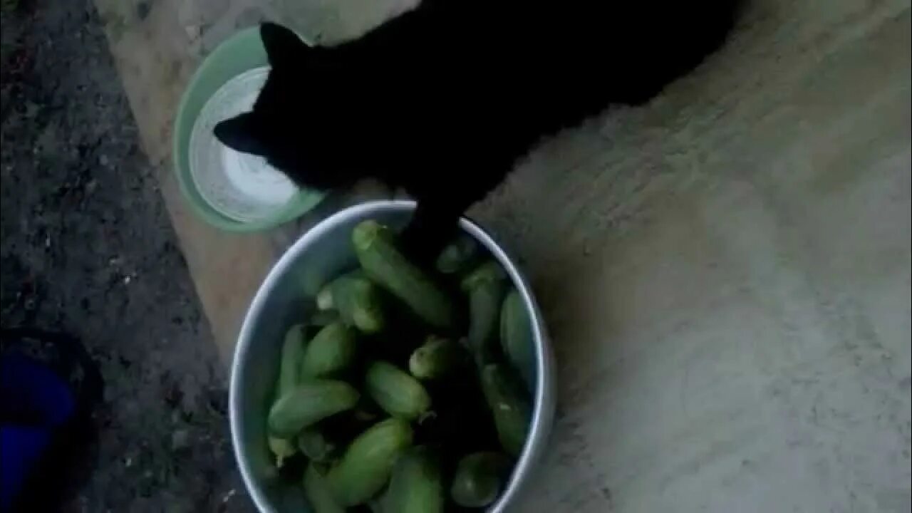 Кошки едят огурцы. Кот и огурец. Кот ест соленый огурец. Кот ест огурцы видеоролик. Чёрный кот ест огурцы.