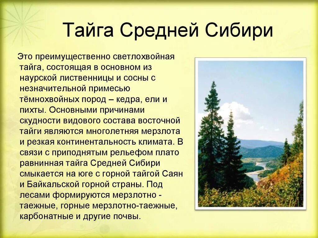 Характерные признаки тайги. Растительность тайги Восточной Сибири. Светлохвойная Тайга средней Сибири. Восточно Сибирская Тайга растительность. Тайга Сибири кратко.