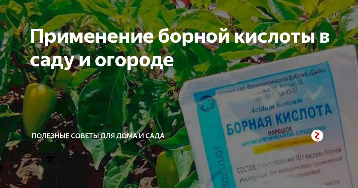 Борная кислота развести водой. Борная кислота в саду и огороде. Опрыскивание сада борной кислотой. Борная кислота порошок для растений. Борная кислота для растений раствор.