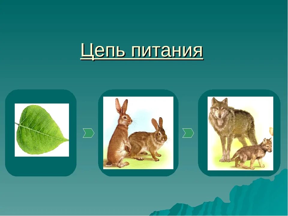 3 цепи питания пищевой цепи. Цепи питания. Цепочка питания. Цепи питания 3 класс. Цепи питания окружающий мир.