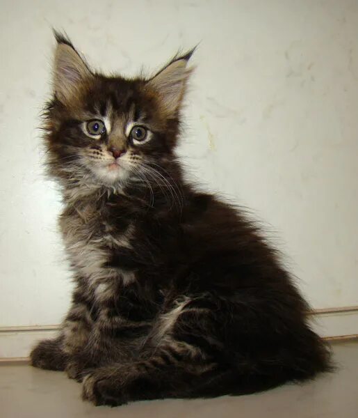 Котята мейн-кун 1. Мейн кун 1. Кун 1 5. Кун 1 5 фото. 5 месяца без кисточек.