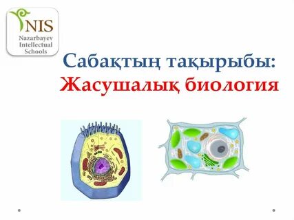 Жануар жасушасында жиналады