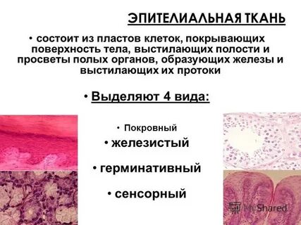 Эпителиальная ткань понятие