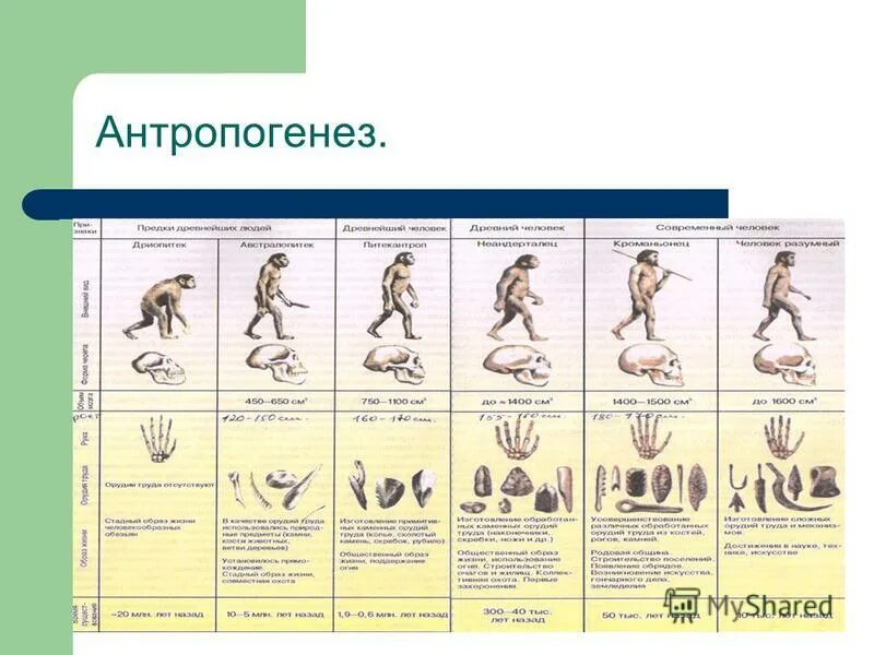 Антропогенез таблица. Этапы антропогенеза человека. Схема антропогенеза человека. Последовательность антропогенеза. Антропогенез таблица по биологии.