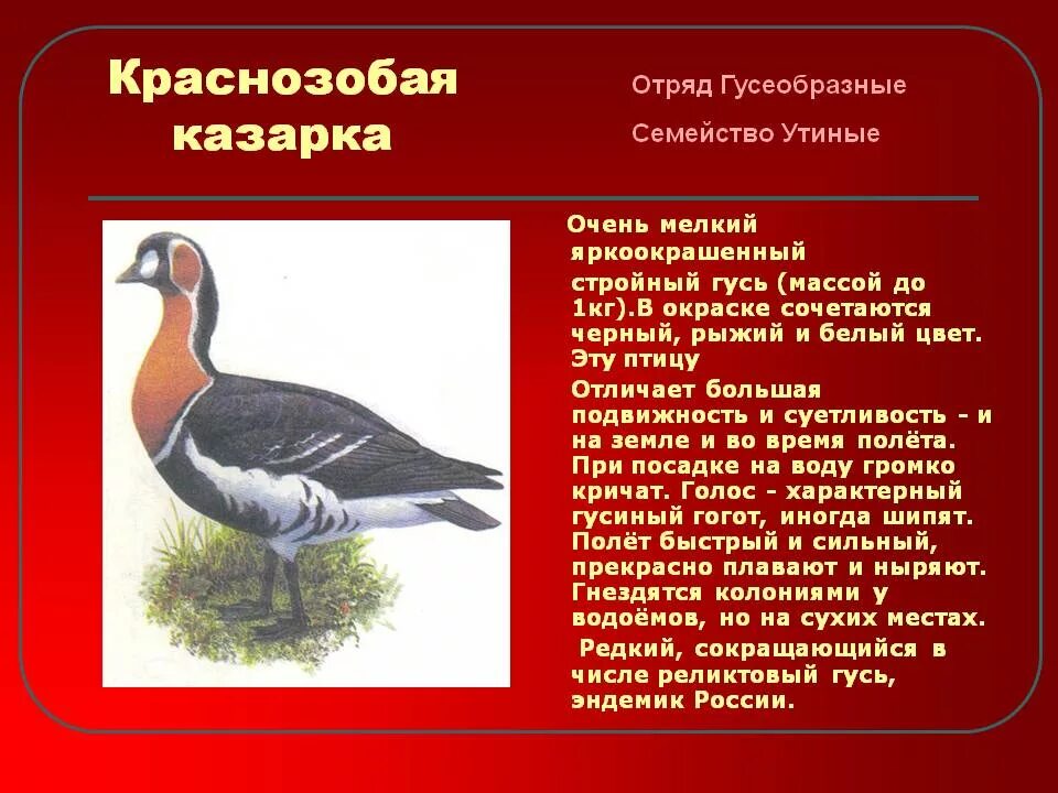 Птицы занесенные в красную россии. Птица Краснозобая казарка. Гусь Краснозобая казарка. Краснозобая казарка ареал. Краснозобая казарка красная.