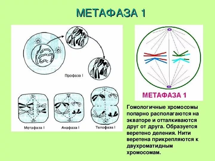 Метафаза 1 процессы. Метафаза мейоза 2. профаза 2 метафаза 2 анафаза 2 телофаза 2. телофаза мейоза 2. профаза 1 метафаза 1 анафаза 1 телофаза 1.