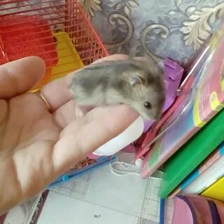 Отдам хомяка