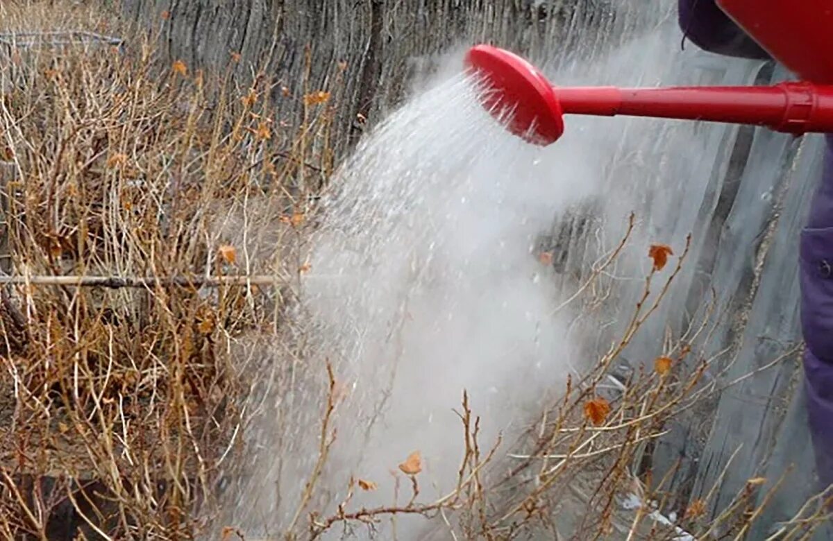 Полив кустарников весной кипятком. Кипящий куст. Озеро бойлинг кипящее. Кипящее озеро (доминиканская республика). Конопля в хабаровском крае.