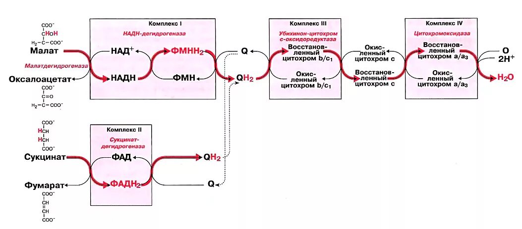Цепь транспорта электронов. Схема транспорта электронов по дыхательной цепи. Малат дыхательная цепь. Окисление малата в дыхательной цепи. Дыхательная цепь 1 типа малат.
