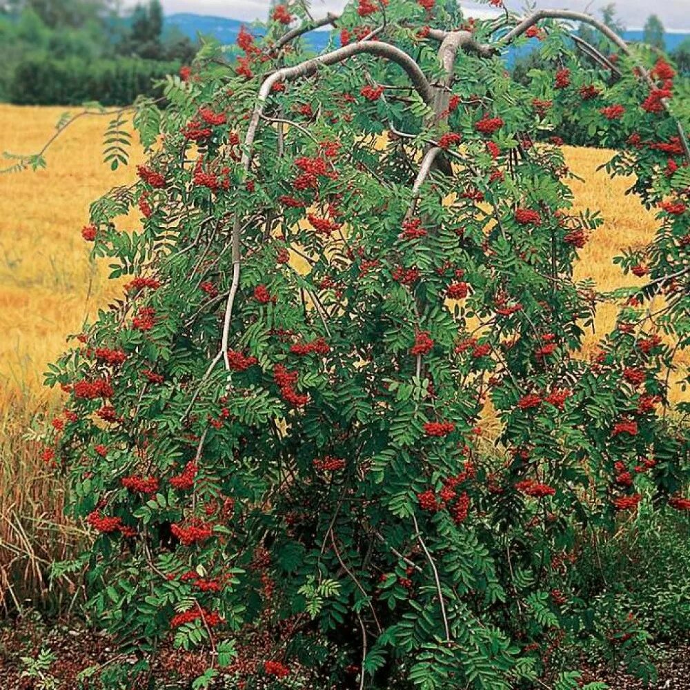 Рябина обыкновенная купить. Рябина Пендула. Sorbus aucuparia pendula. Рябина обыкновенная Sorbus aucuparia “pendula”. Рябина pendula.